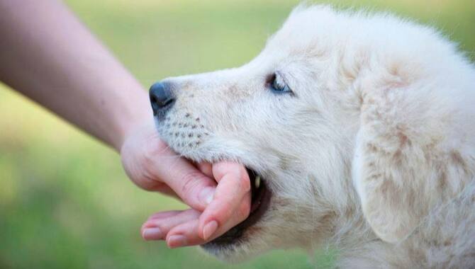 How To Stop A Golden Retriever From Biting