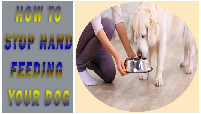 How To Stop Hand Feeding Your Dog