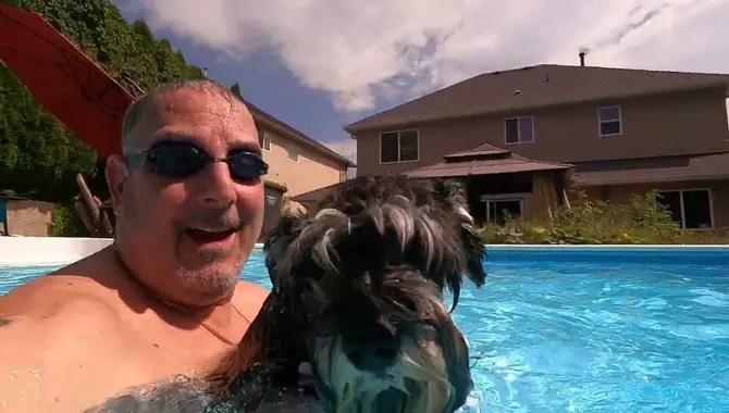 How To Supervise A Schnauzer While He's Swimming