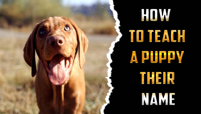 How To Teach A Puppy Their Name