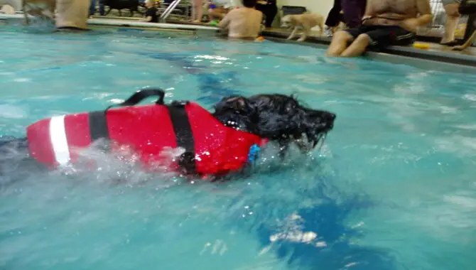 How To Teach Your Schnauzer To Swim