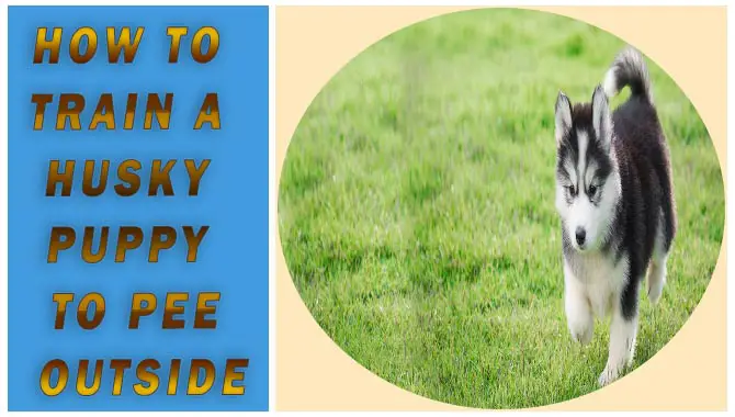 How To Train A Husky Puppy To Pee Outside