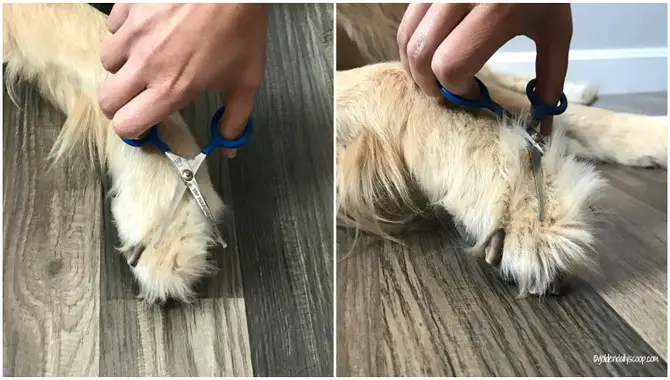 How To Trim Or Shave Your Golden Retrievers Paws