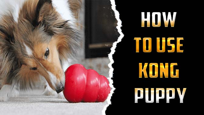 How To Use Kong Puppy