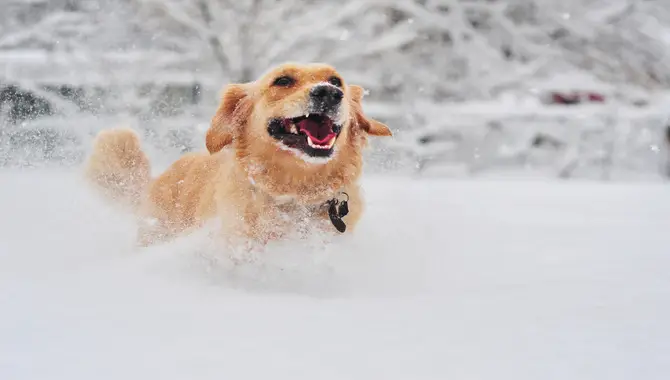 How To Warm A Golden Retriever Up If He Gets Cold In The Winter?