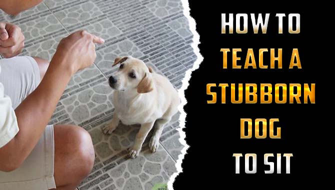 How to Teach A Stubborn Dog To Sit