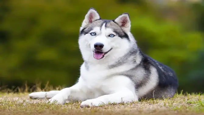 Huskies Are One Of The Most Adaptable Breeds