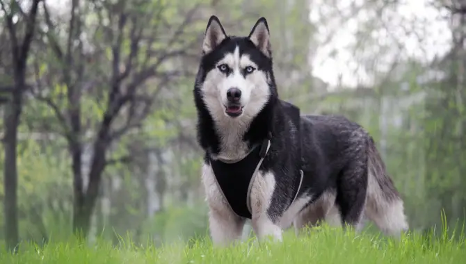 Huskies Grow Differently Depending On Their Ancestry