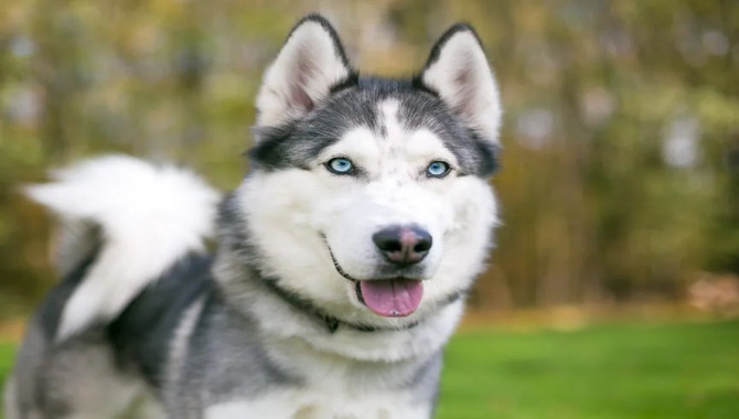 Husky Breed Characteristics At A Glance