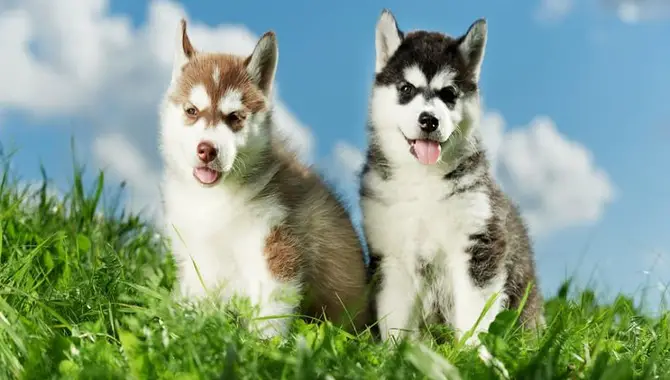 Husky Puppy Growth Records