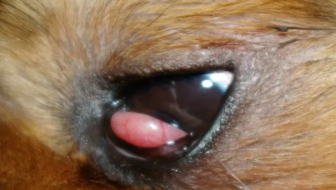 Identifying The Cause Of Cherry Eye In Cocker Spaniels
