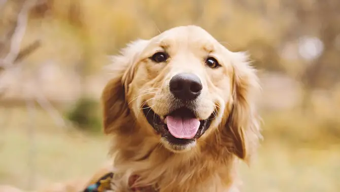 In Detail Ways To Golden Retrievers Have A Bump On Their Head