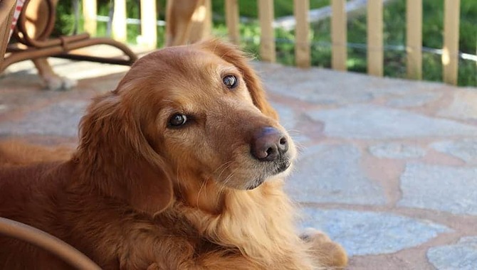 Initial Cost Of Golden Retriever Ownership