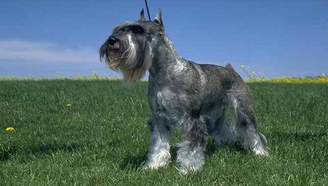 Is A Miniature Schnauzer A Hunting Dog