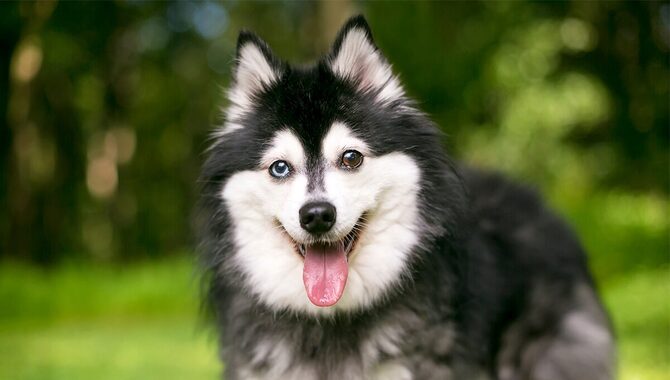 Is Alaska Klee Kai's Legal In The US