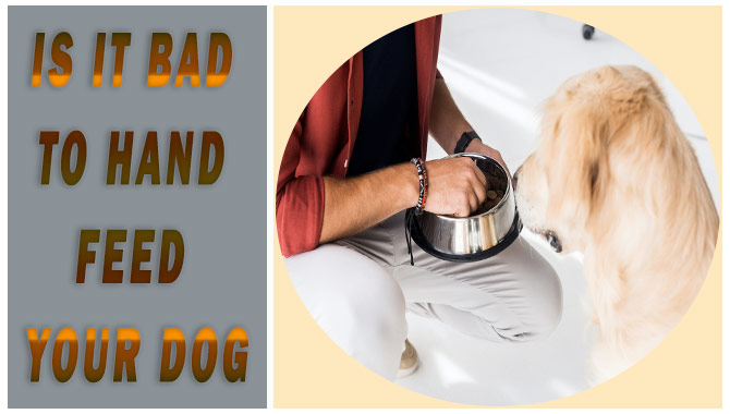 Is It Bad To Hand-Feed Your Dog? [Details Answered]