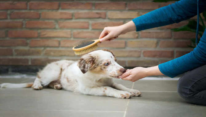 Keep Up With Grooming