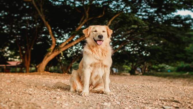 List Of Common Golden Retriever Allergies