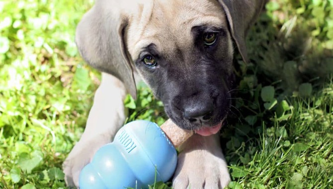 Locate The Correct Size Kong For Your Pup