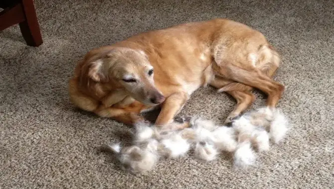 Look Out For Shedding