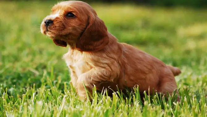 Looking To Buy A Cocker Spaniel Puppy