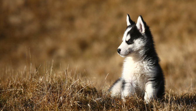 Maintenance And Keeping Your Husky Clean