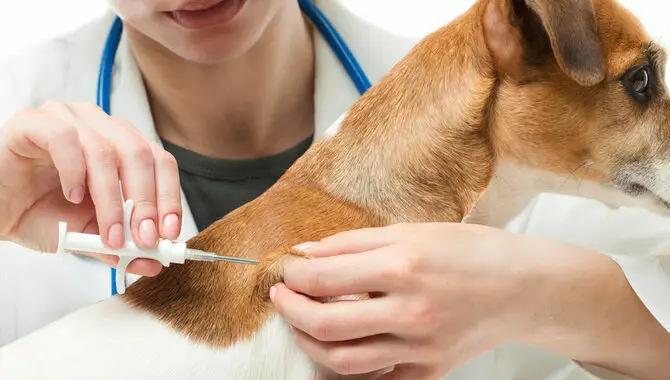 Make Sure Properly Vaccinated Your Dog