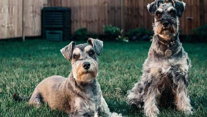 Make Sure Your Schnauzer Is Properly Socialized.