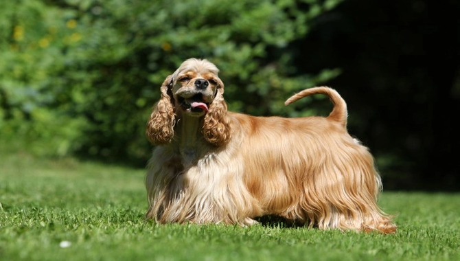 Managing Stress And Boredom In Cocker Spaniel