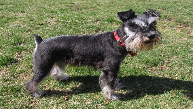 Miniature Schnauzer Size