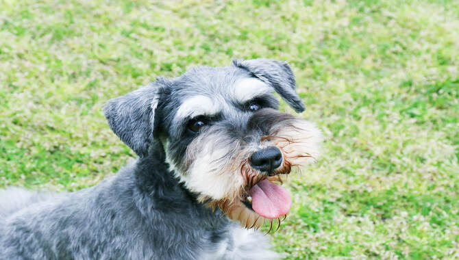 Miniature Schnauzers Can Be Active