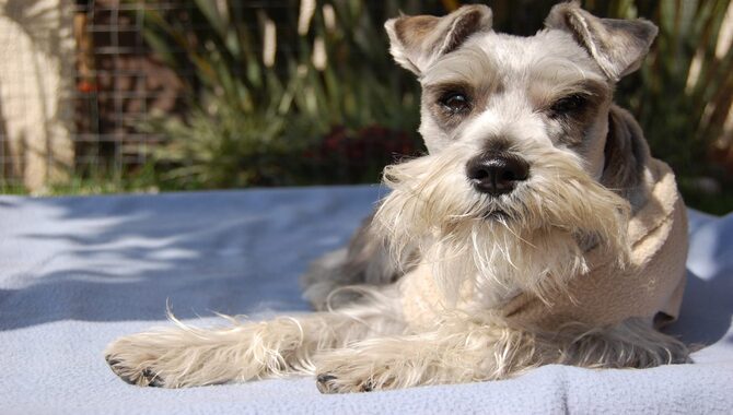 Miniature Schnauzers Can Be Prone To Health Issues