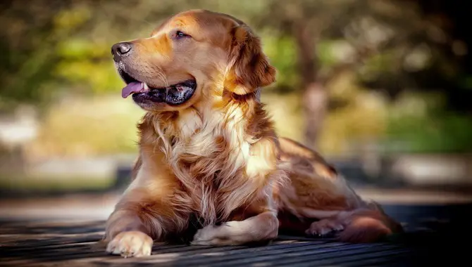Monitor Your Golden Retriever's Weight And Activity Levels