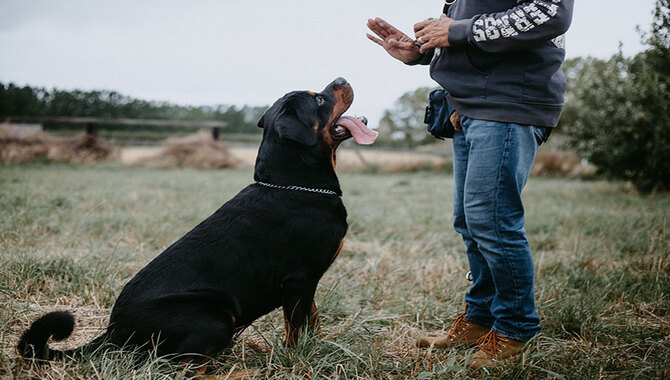 Obedience Training