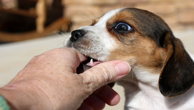 Other Methods To Stop Your Puppy From Biting