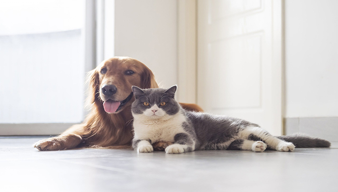 Why Do My Dishes Smell Like Wet Dog - 6 Causes & Solutions