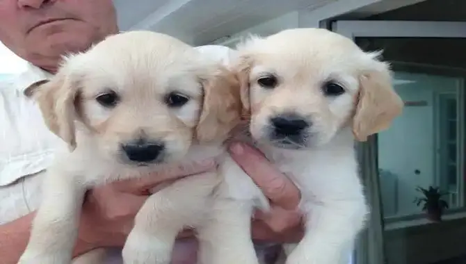 Places To Find Golden Retriever Puppies For Sale And Adoption