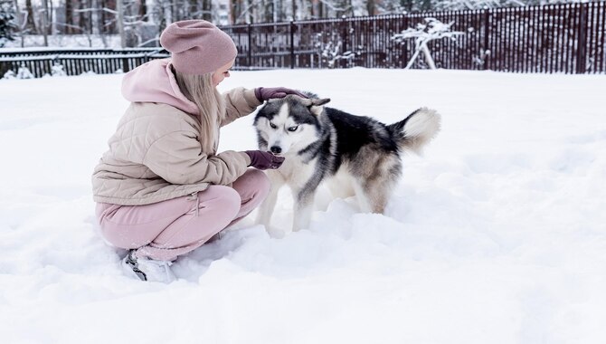 Playing With Your Husky Puppy To Train Him Her.