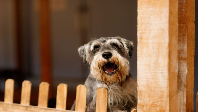 Preventative Measures You Can Take To Reduce The Likelihood Of Do Schnauzers' Barking.