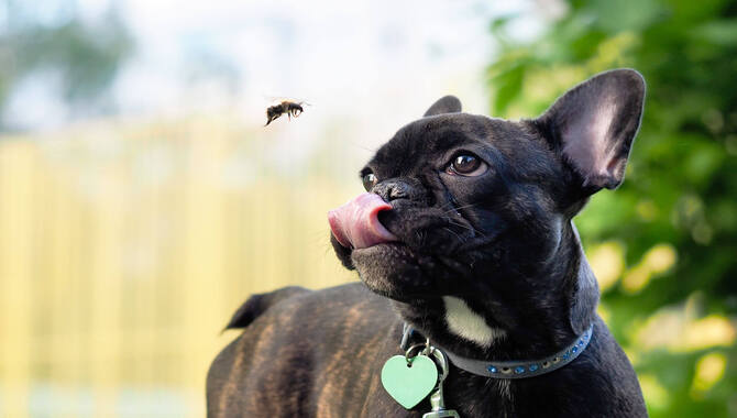 Preventing Dog Insect And Parasite Bites
