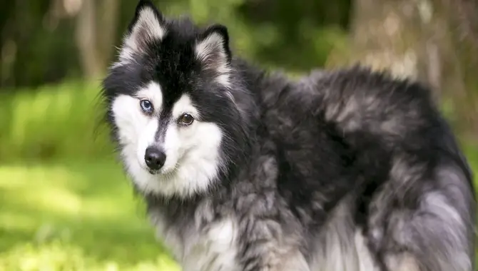 Price Options For Much Are Alaskan Klee Kai Puppies Cost