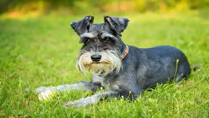 Pros And Cons Of Having A Miniature Schnauzer As A Pet