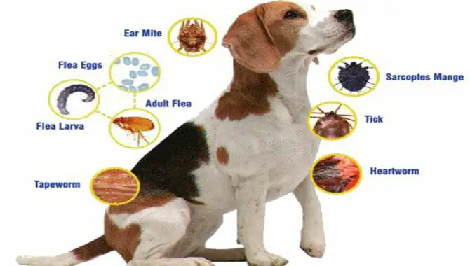 Protect Your Dog Against Parasites