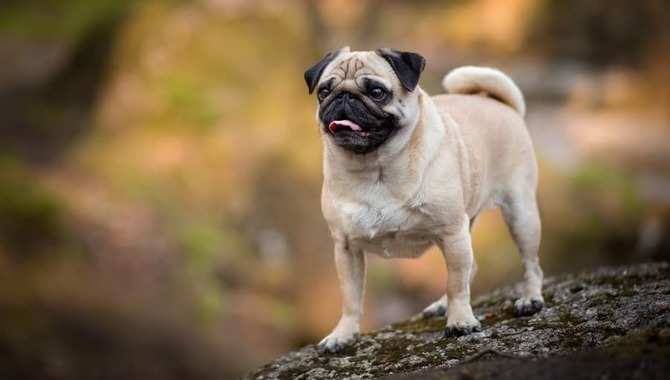 Pug Breed Overview At A Glance