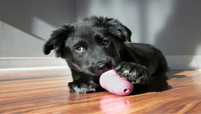 Put Your Puppy Inside The Kong.