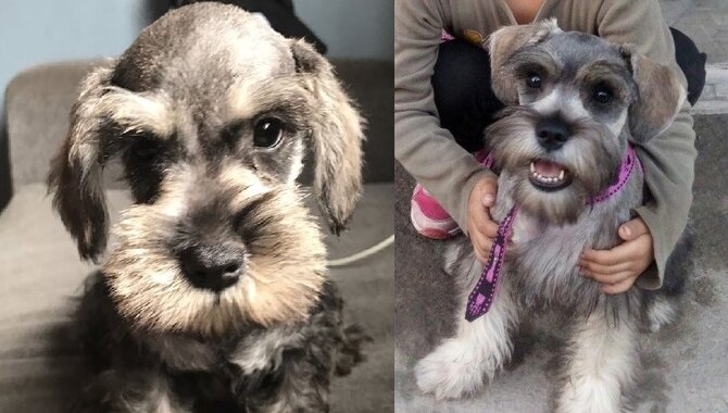 Reason For Do Miniature Schnauzers Like To Cuddle