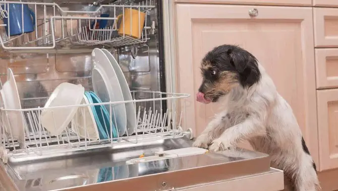 Removing Wet Dog Smell From In The Dishwasher