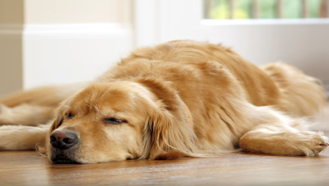 Risks Associated With Spaying Or Neutering A Golden Retriever