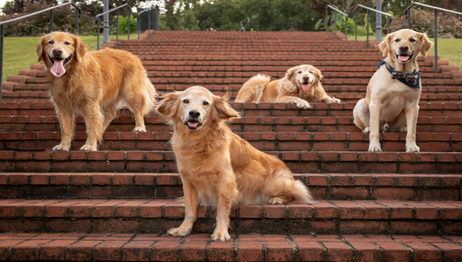 Safety Tips For Golden Retrievers Using The Stairs