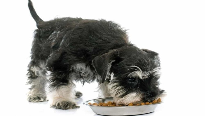 Schnauzer Food Habit